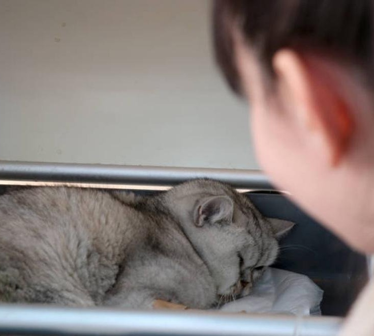 Ular bir vaqtning ozida bitta mushukni sikishadi Ular bir vaqtning ozida bitta mushukni sikishadi