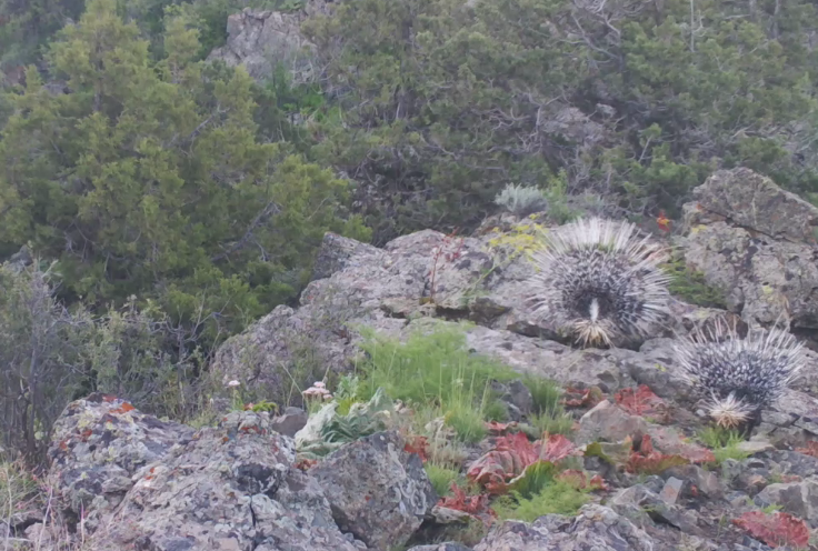 HD porno filmda gozal qora tanli ayollar Cumshot kompilyatsiyasi