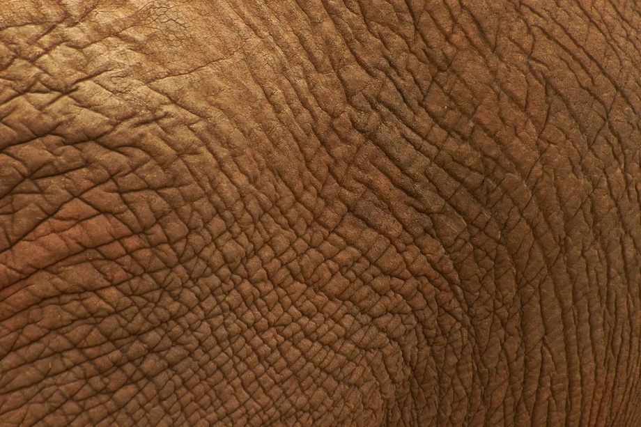 В России нашли способ выращивать кожу