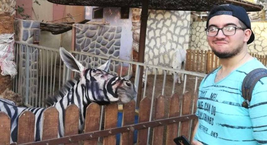 В зоопарке Каира ослов перекрасили в зебр