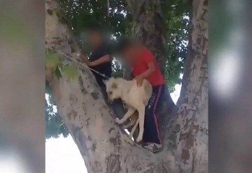 Установлена личность детей, повесивших собаку на дереве