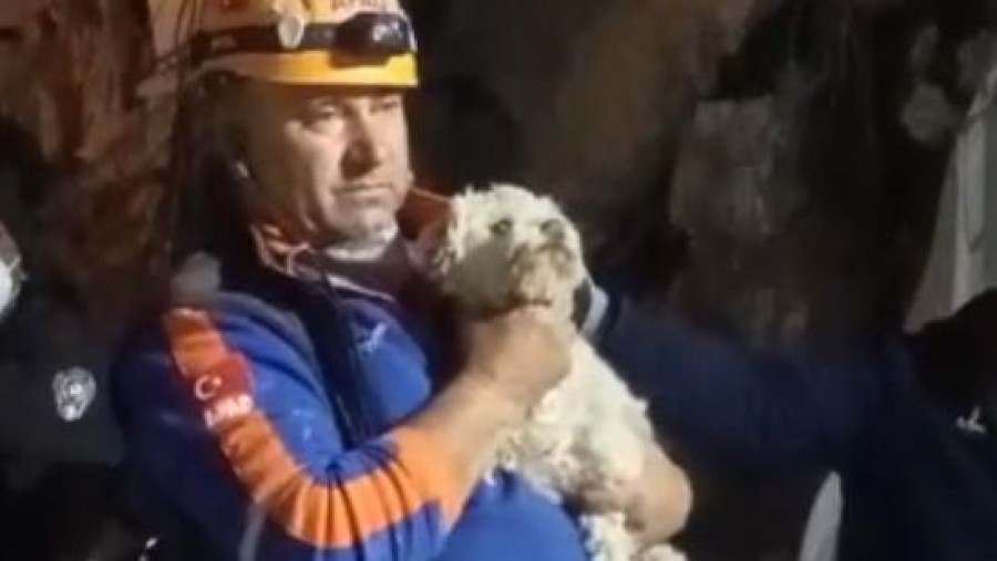 В Турции на 25-й день после землетрясений из-под завалов спасли собаку