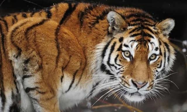 Тигр убил сотрудницу зоопарка в Цюрихе
