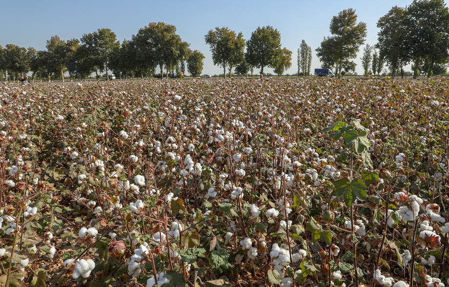 Ҳосилдорликни пахтачиликда 50 центнердан ошириш, ғаллачиликда 100 центнерга етказиш мақсад қилинди