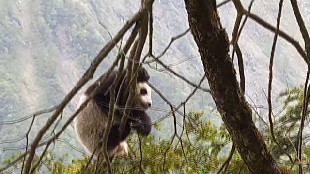 Историческая встреча: детеныша панды впервые увидели в заповеднике в Китае