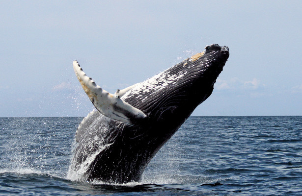 На Филиппинах в желудке мёртвого кита нашли 40 кг пластика