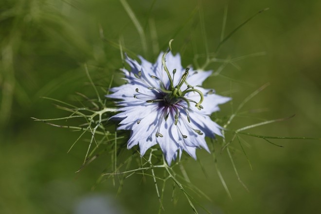 Найдено новое природное средство против COVID-19
