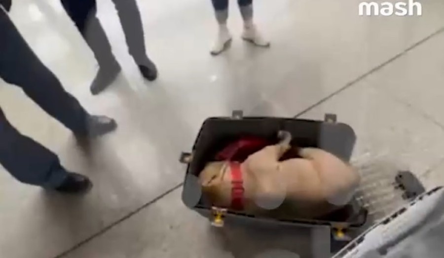 Собака умерла от переохлаждения на борту «Аэрофлота»