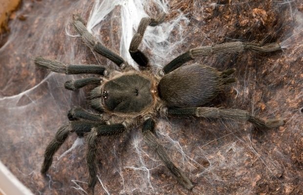 Филиппинец пытался провезти через таможню более 700 живых тарантулов