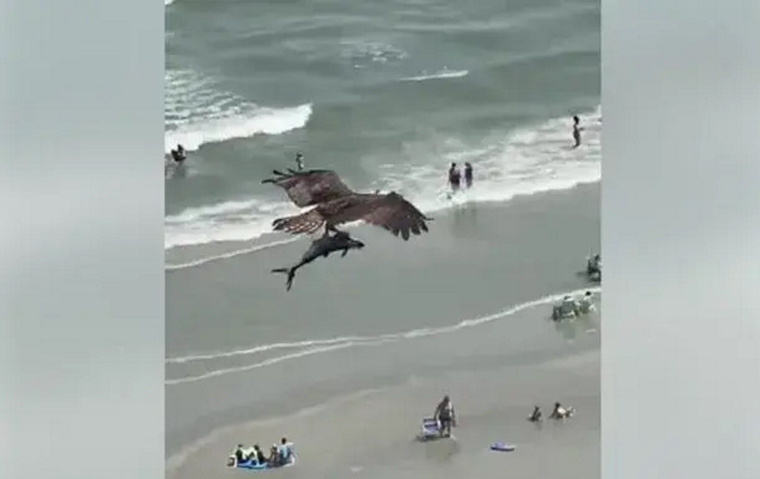В США сняли на видео птицу, летящую с акулой в когтях (Видео)
