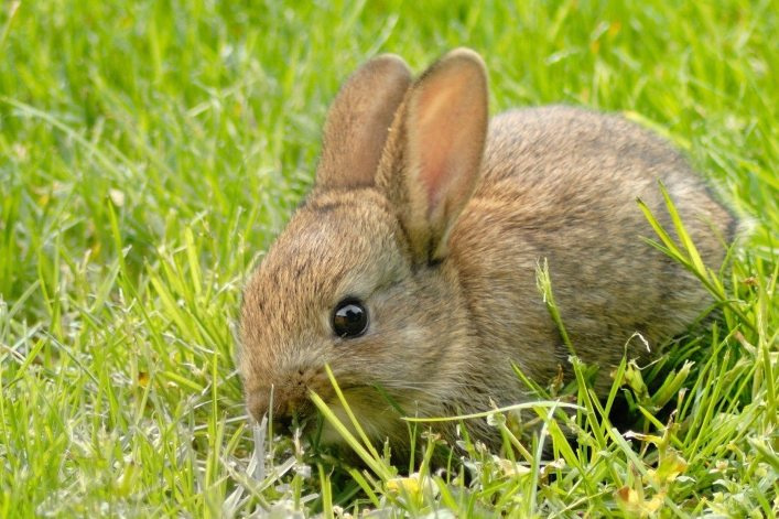 Rayli Ridning yuzi juni bilan qoplangan