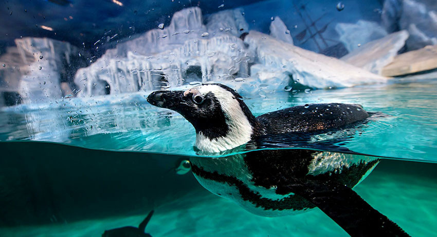 Учёные обнаружили старейшую колонию пингвинов