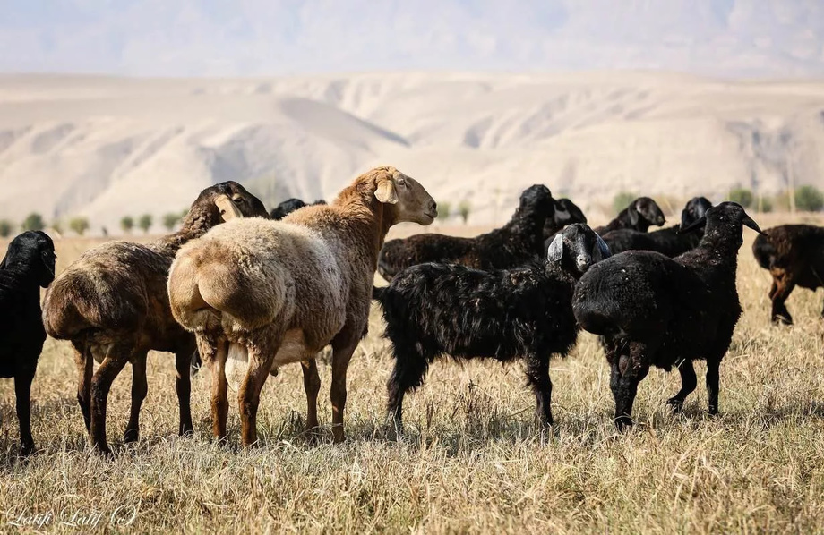 Аҳолини рўйхатга олиш: «Ер майдони ва чорва моллари сонини кўрсатдик, эртага солиқчи келмайдими?»