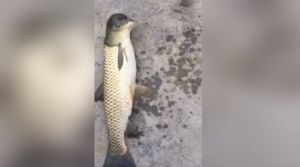 В Китае рыбак поймал рыбу-мутанта с головой голубя (видео)