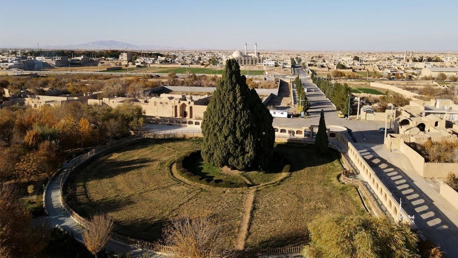 Самое старое дерево Ирана может попасть в список Всемирного наследия (фото)