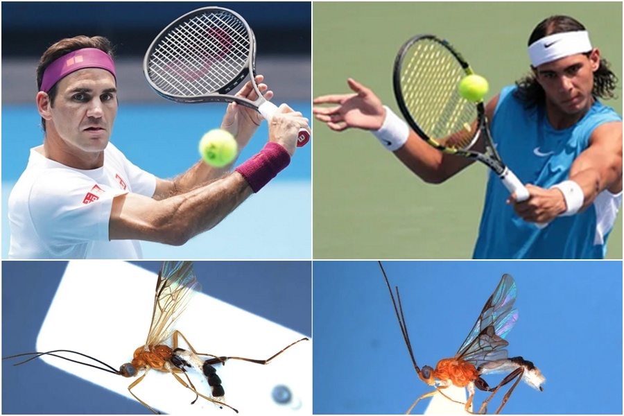 Parazit arilarga tennis yulduzlarining nomi berildi
