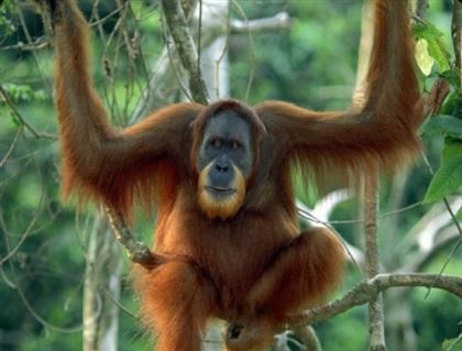 Разъяренный орангутан набросился на бульдозер, защищая лес (видео)