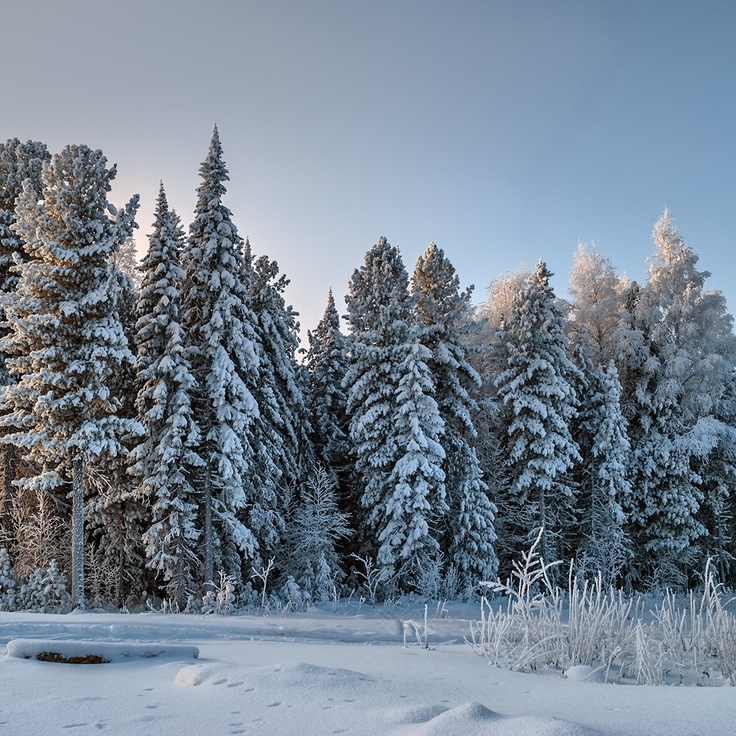 Voyaga etgan sarkma kokrak fotosuratlari