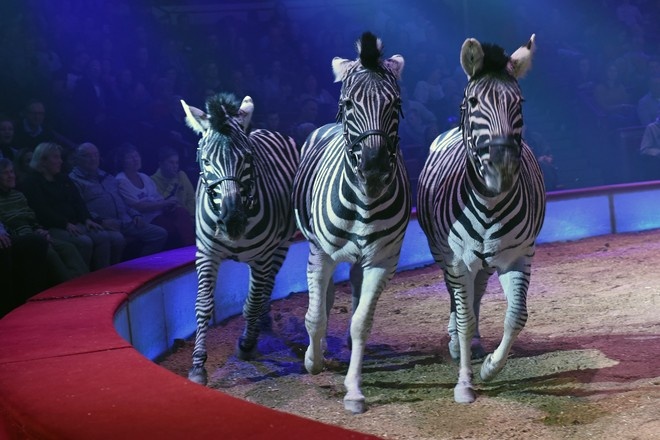 Парламент Чехии запретил цирки с животными