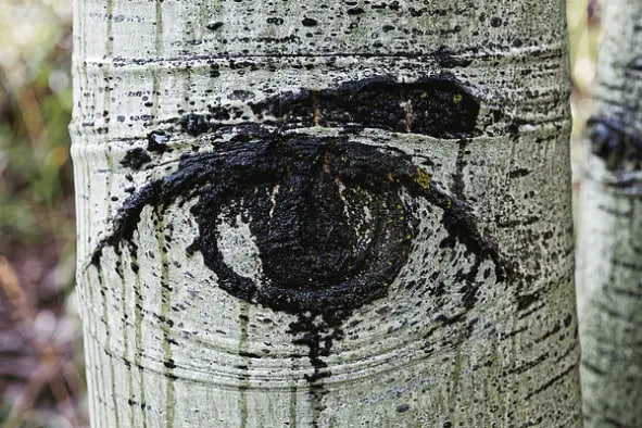 Sredna Anna bilan porno