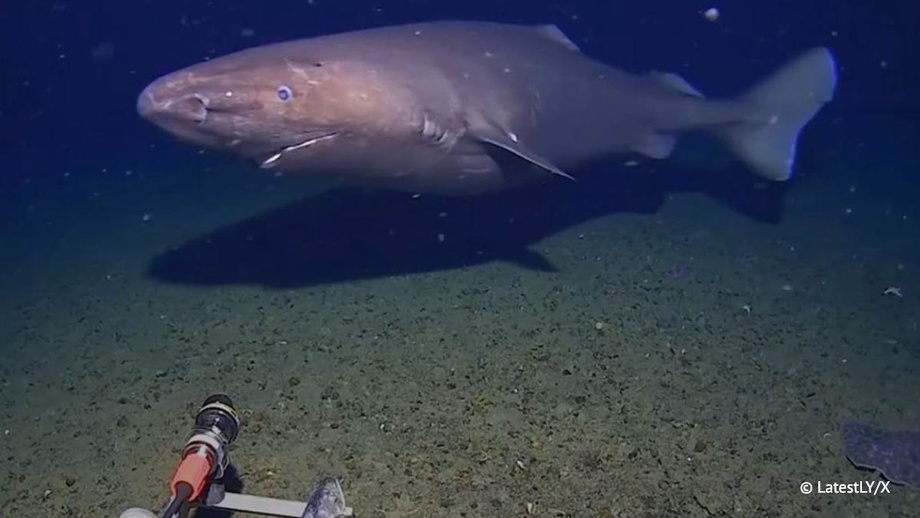 «U yerda akulaga duch kelishimizni kutmagandik...»