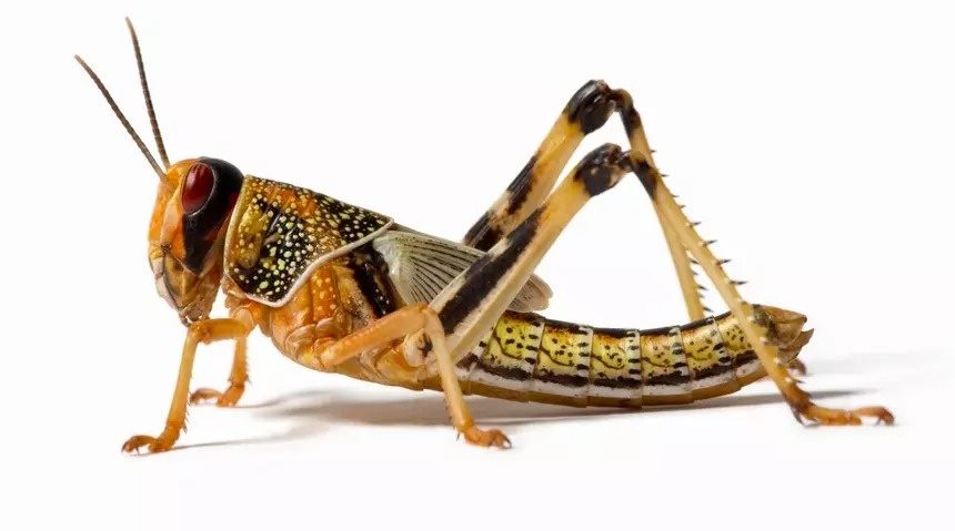 Саранча смогла определить рак у человека по запаху