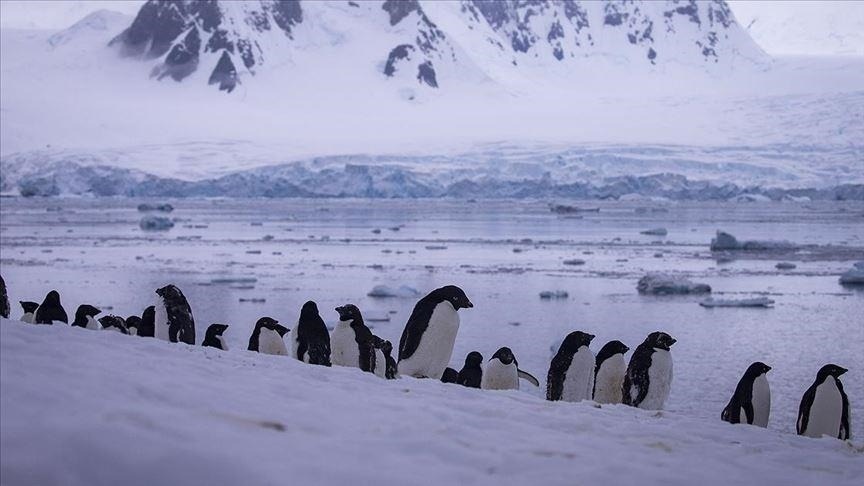 СМИ: В Антарктиде из-за потепления погибли до 10 тысяч пингвинят