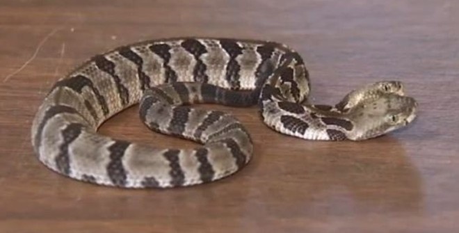 В Нью-Джерси найдена редкая двуглавая гремучая змея