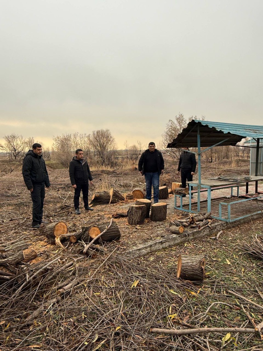 Вблизи Ташморя незаконно вырублено 24 дерева