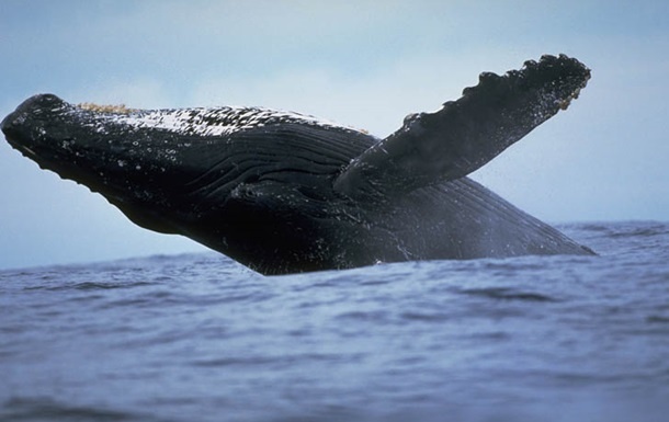 В Австралии сняли прыжок 20-тонного кита