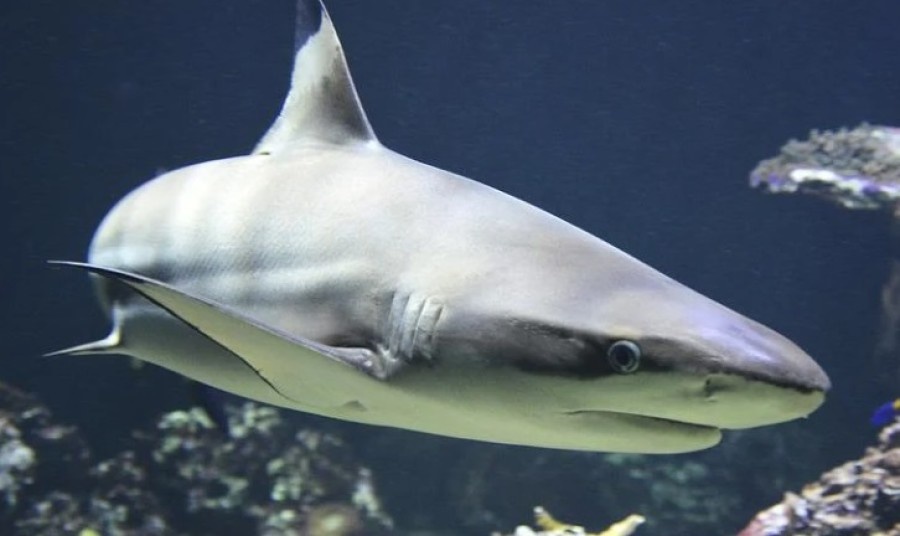 Туристка в Египте погибла после нападения акулы