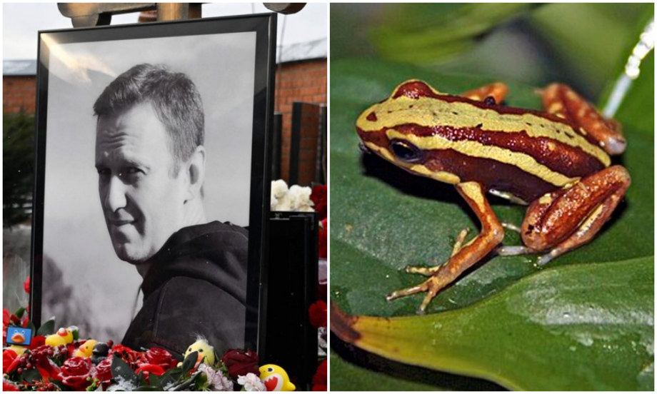 Алексей Навалний қурбақа заҳаридан вафот этгани айтилмоқда