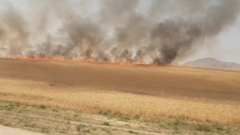В Кашкадарье произошёл пожар на пшеничном поле