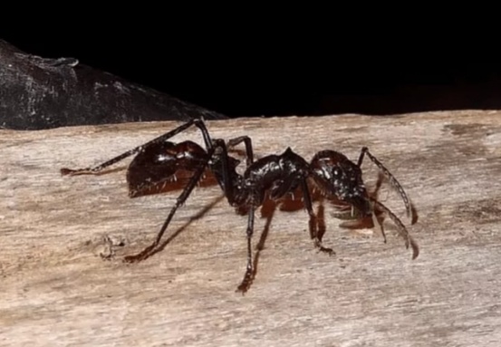 Учёные сочли муравьёв самыми смертоносными насекомыми