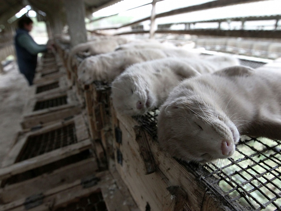 Израиль стал первой страной мира, запретившей продажу меха