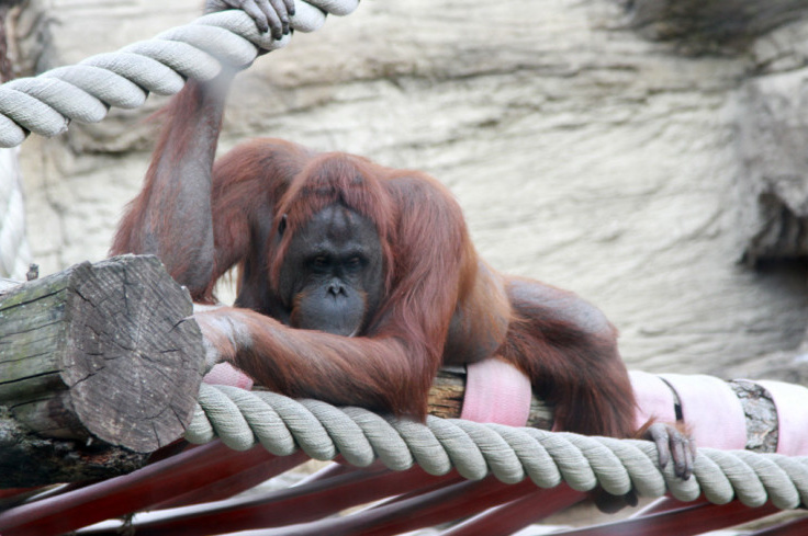 Qiziq boss porno Yosh qizlarning uy qurilishi porno videolarini onlayn tomosha qiling