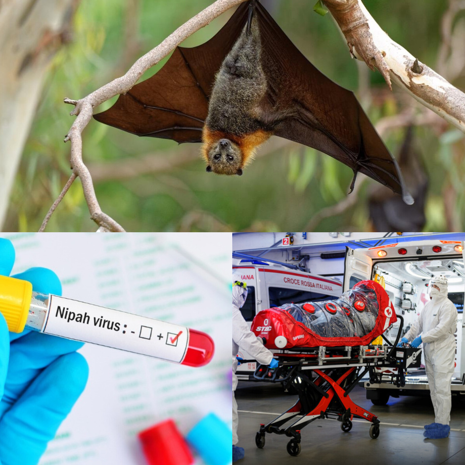 Вирус Нипах: откуда появился и как передается?