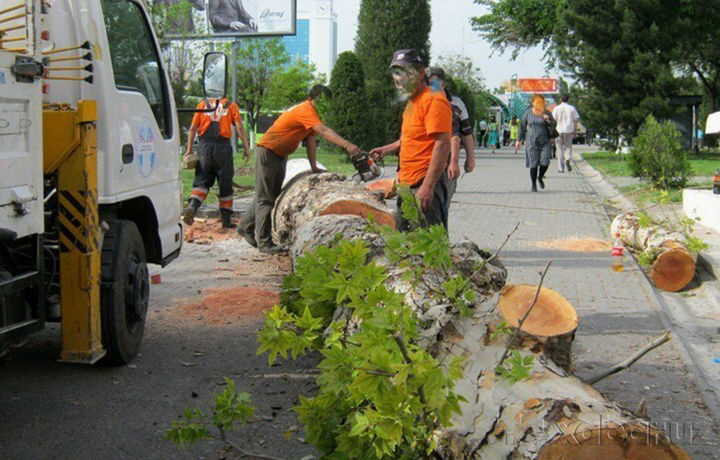 В Ташкенте сегодня устроят пикет против вырубки деревьев