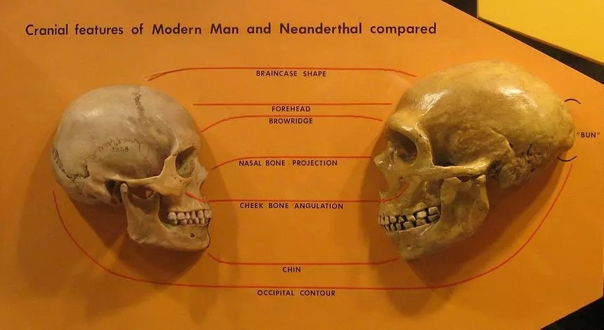 Чем мозг человека оказался «лучше» мозга неандертальца