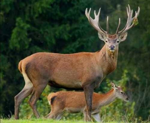 Хорезмский национальный природный парк пополняется бухарскими оленями