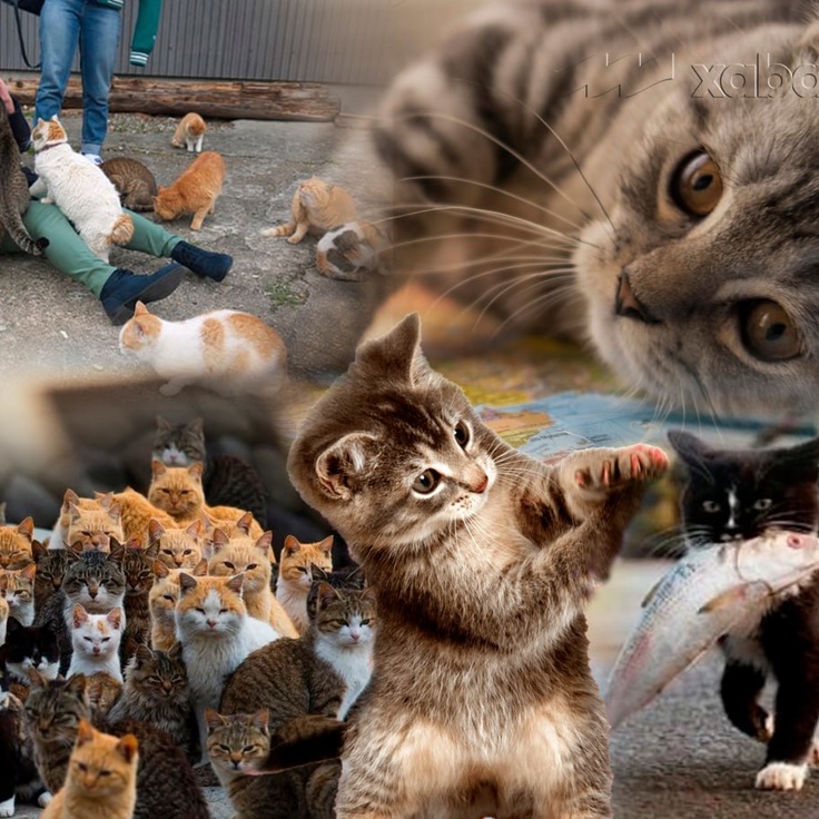 Va u mening sikimni ogziga oldi