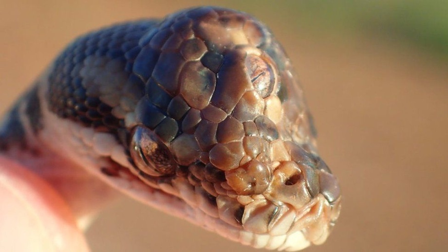 Трехглазую змею обнаружили в Австралии (фото)