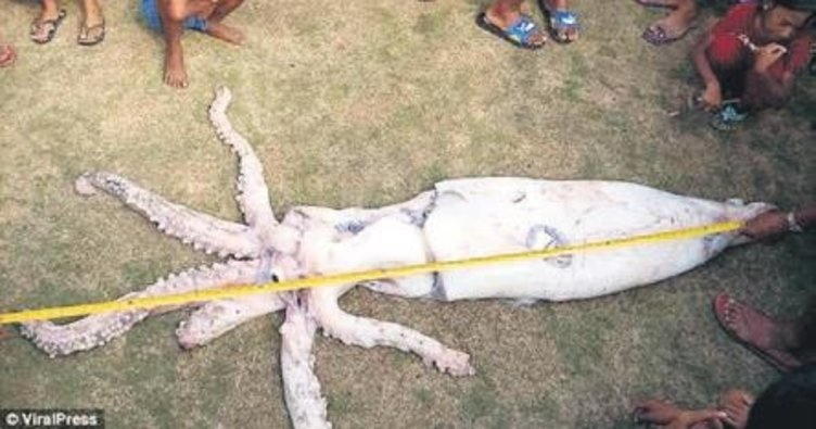 Филиппинда 2,5 метрли кальмар тутиб олинди