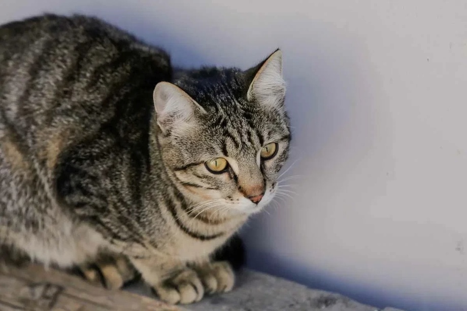 Британец заразился неизвестной инфекцией после укуса кошки