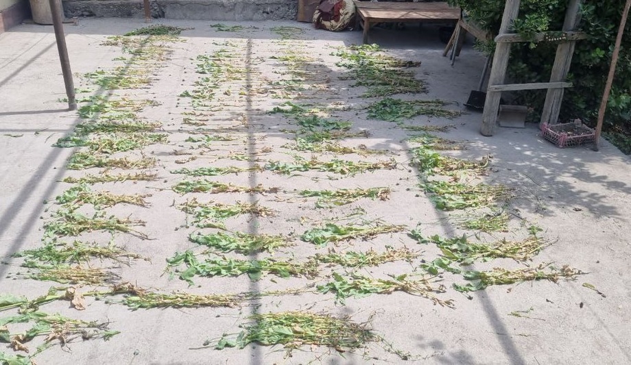 Farg‘onada tomorqasida 450 tup ko‘knori ekkan ayol ushlandi