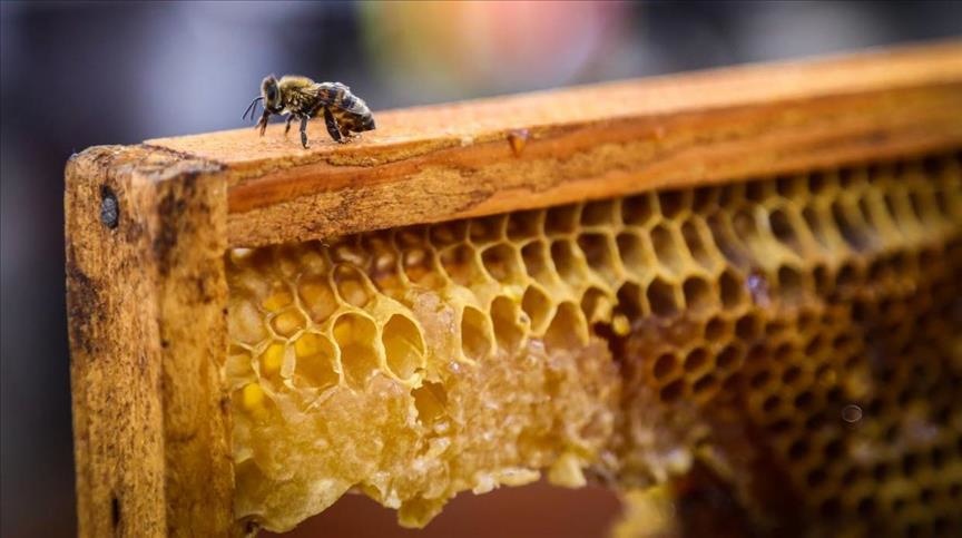 В Баку проходит выставка-продажа пчеловодческой продукции