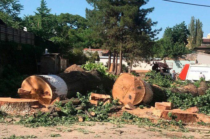 O‘zbekistonda mebel ishlab chiqaruvchilar yog‘ochni qayerdan olgani tekshirilishi mumkin