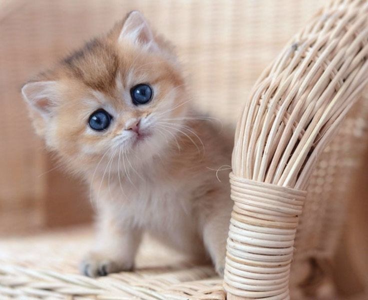 Qisqa jinsiy aloqa videolarini onlayn tomosha qiling Qorquv bilan anal porno