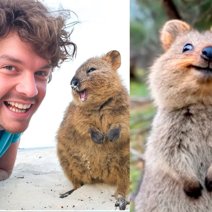 Anal porno uchun Dildo