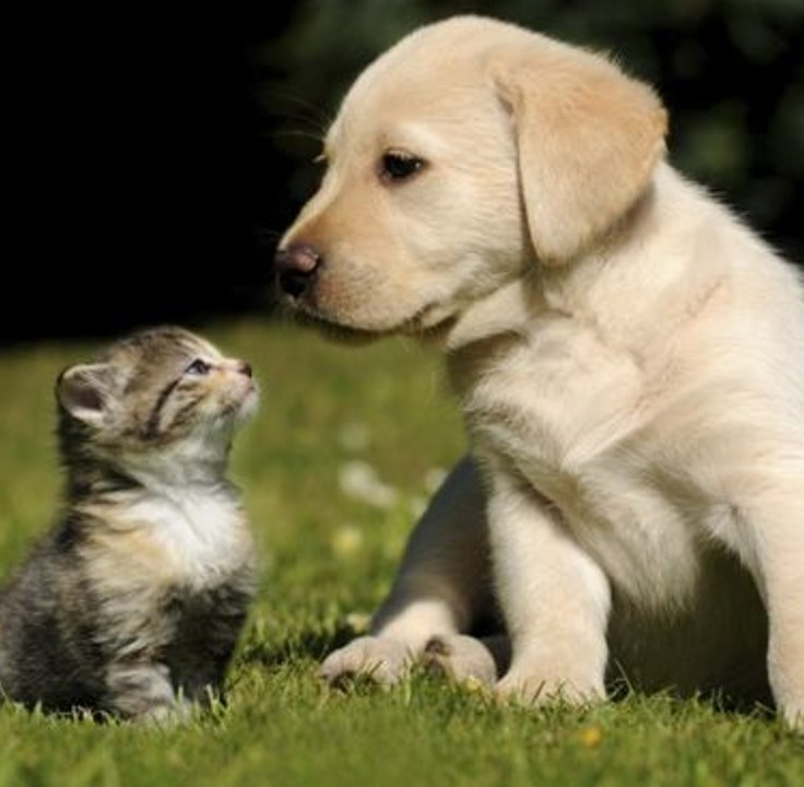 Men uy qurilishi pornosini qildim, faqat ruscha. Jinsiy komikslar uchun qul boglangan